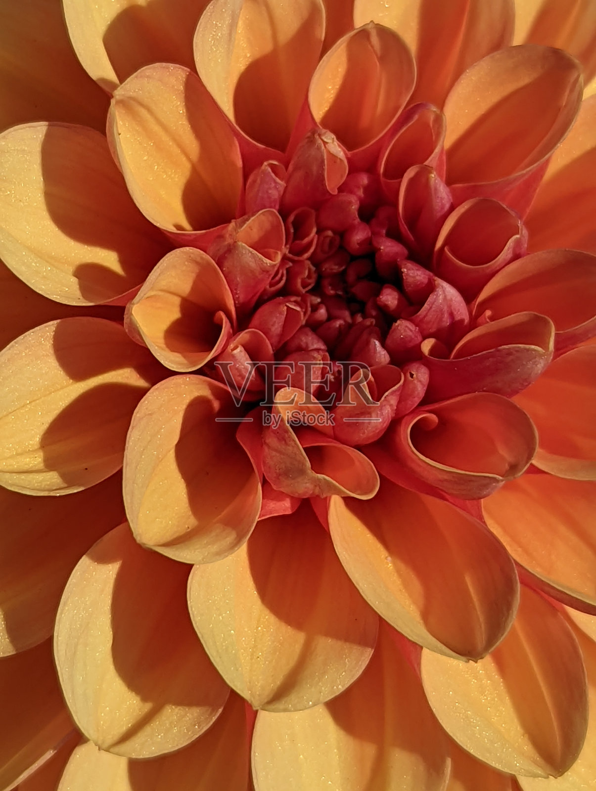 花园大丽花(大丽花)照片摄影图片