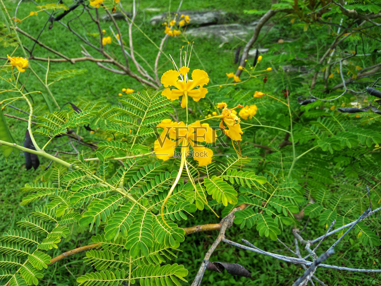 孔雀花(也叫poinciana，孔雀花)照片摄影图片