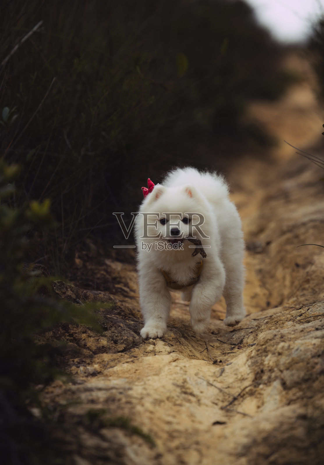 欢快的小狗带着微笑玩接球游戏照片摄影图片