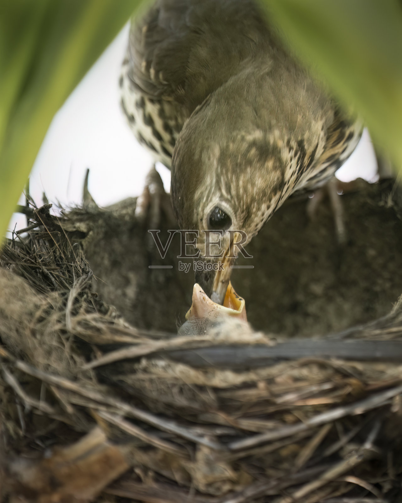 宋画眉(Turdus philomelos)正在巢中喂她饥饿的雏鸟。垂直格式。照片摄影图片