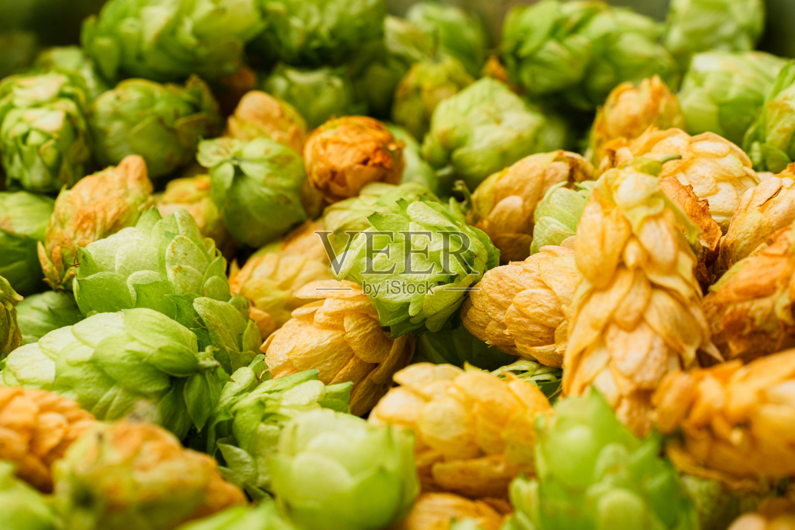 绿色和橙色的新鲜啤酒花锥，用于在不锈钢碗中制作啤酒和面包。关闭了。宏照片摄影图片