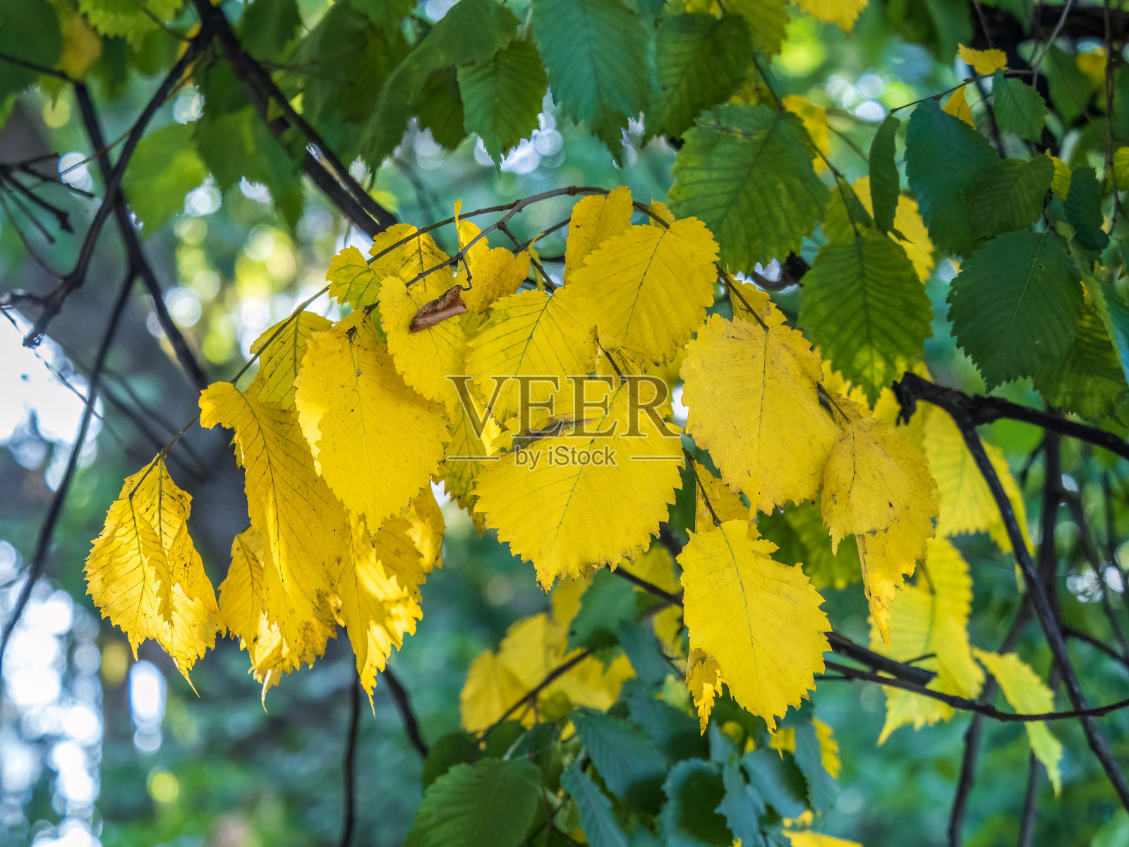 夏末的榆树叶子呈黄色、橙色和绿色照片摄影图片
