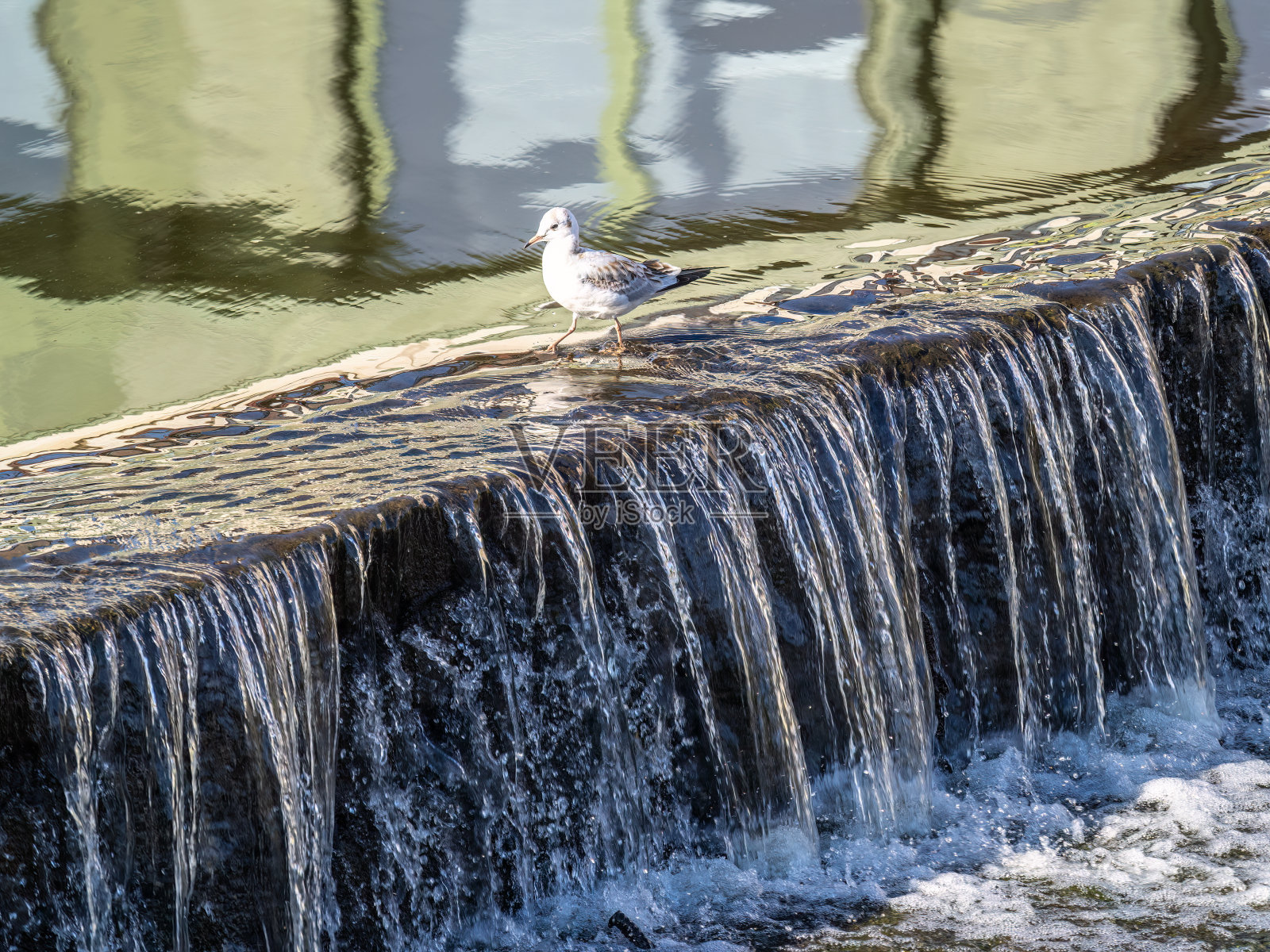 平静的河里的小瀑布。照片摄影图片