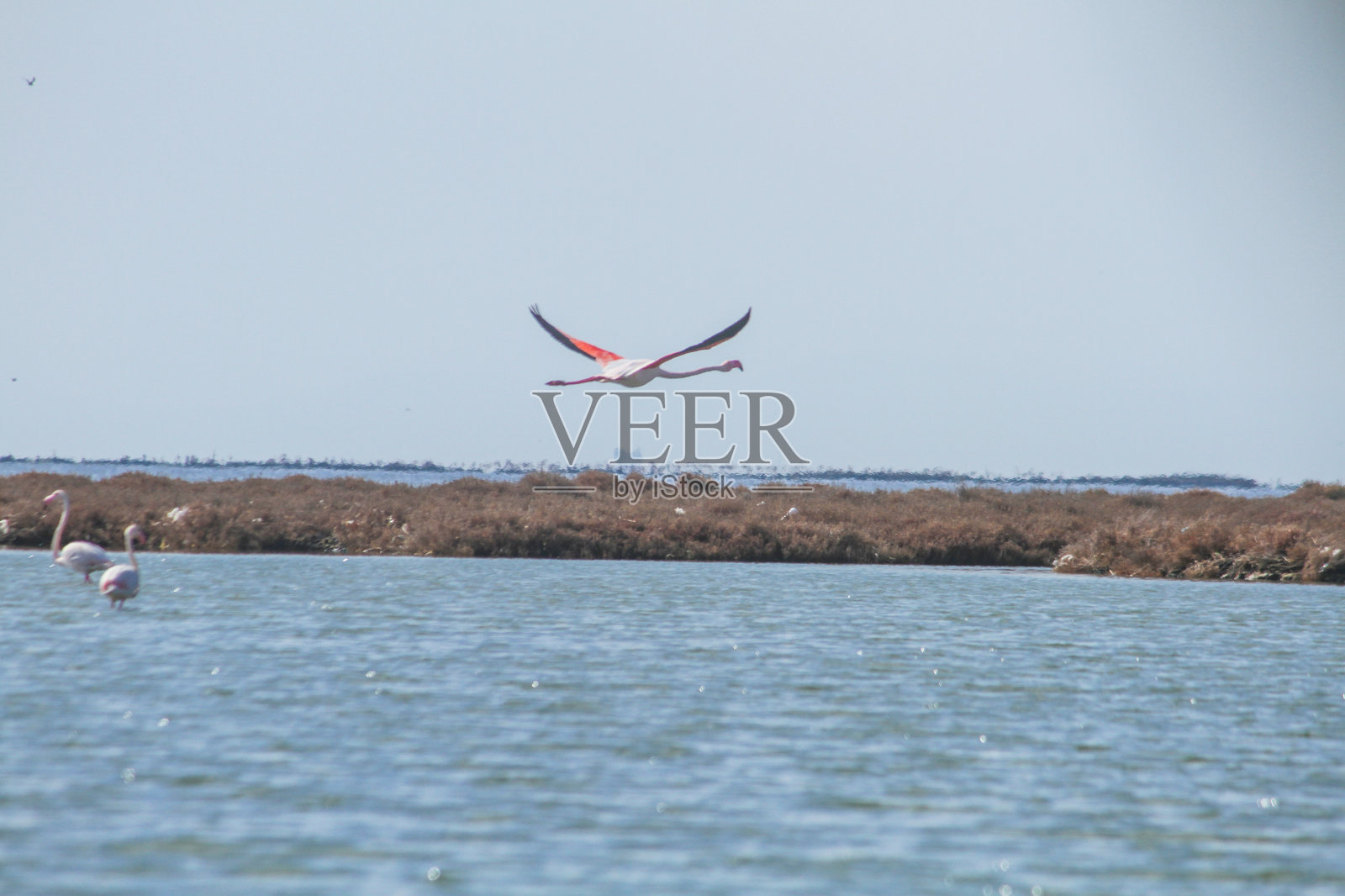 粉红色的火烈鸟照片摄影图片