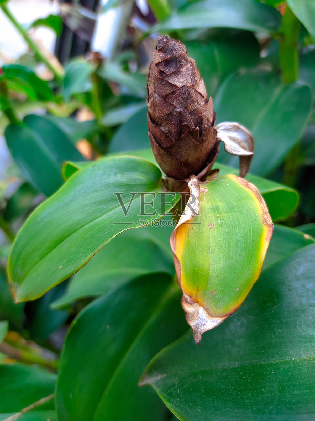 绿油油的植物照片摄影图片
