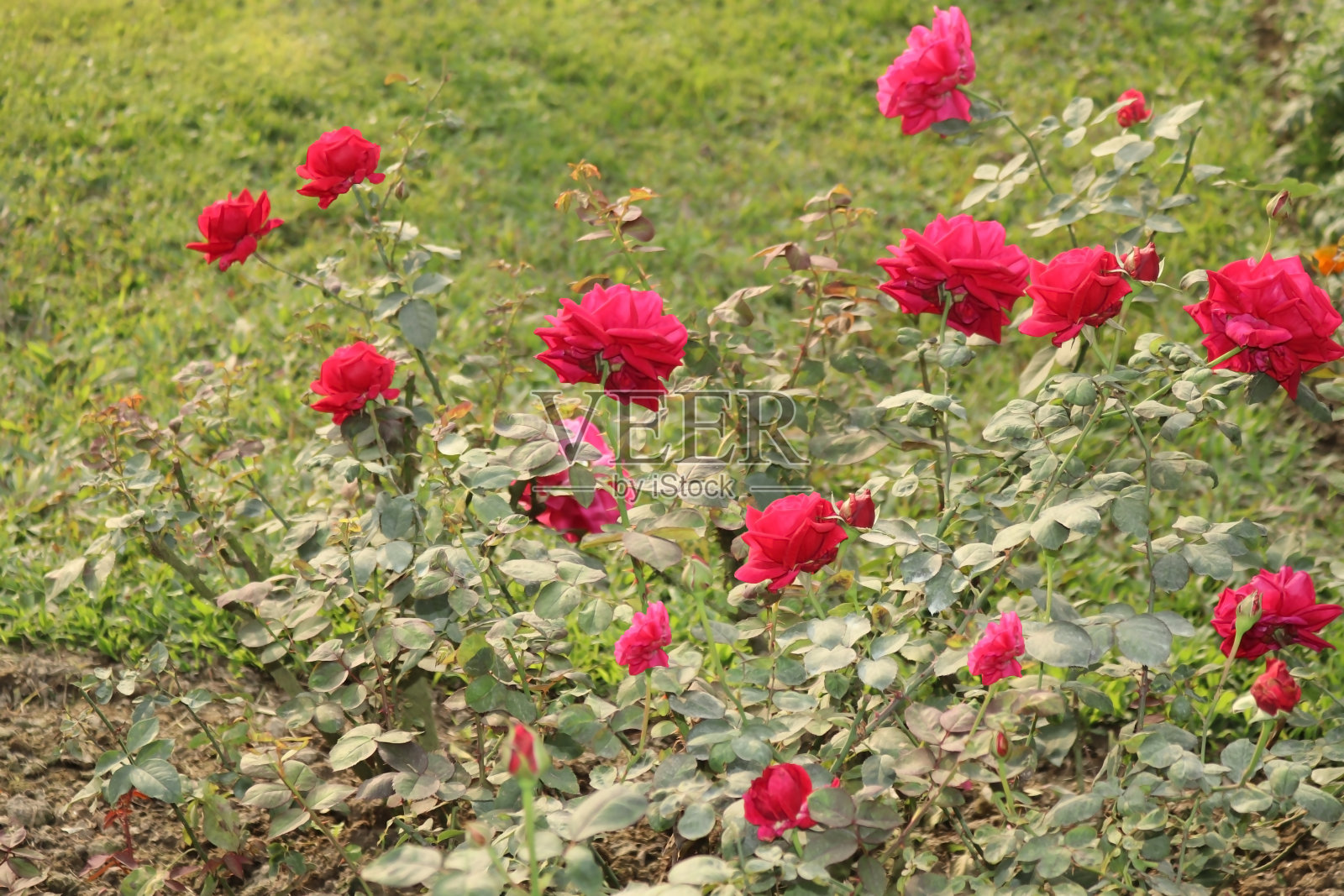 在孟加拉国的一个花园里，玫瑰盛开照片摄影图片