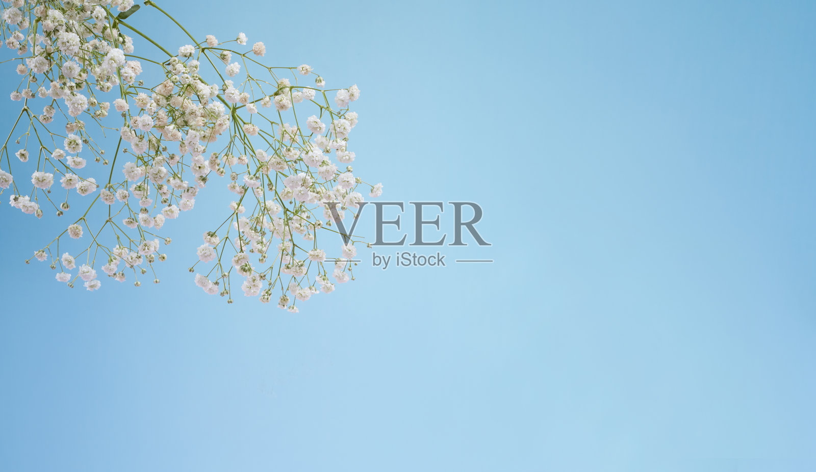 一束蓝色背景上白色的吉普赛花，白色的小花照片摄影图片