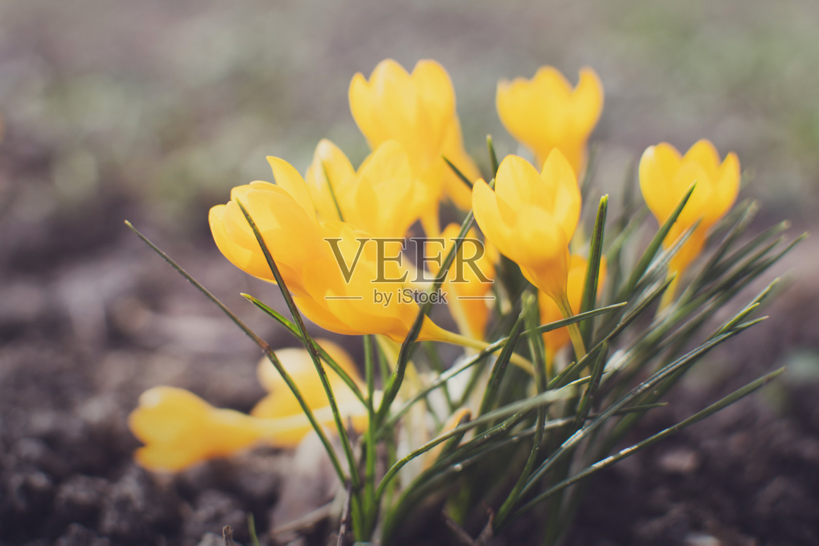 春天里紫色和黄色的番红花照片摄影图片