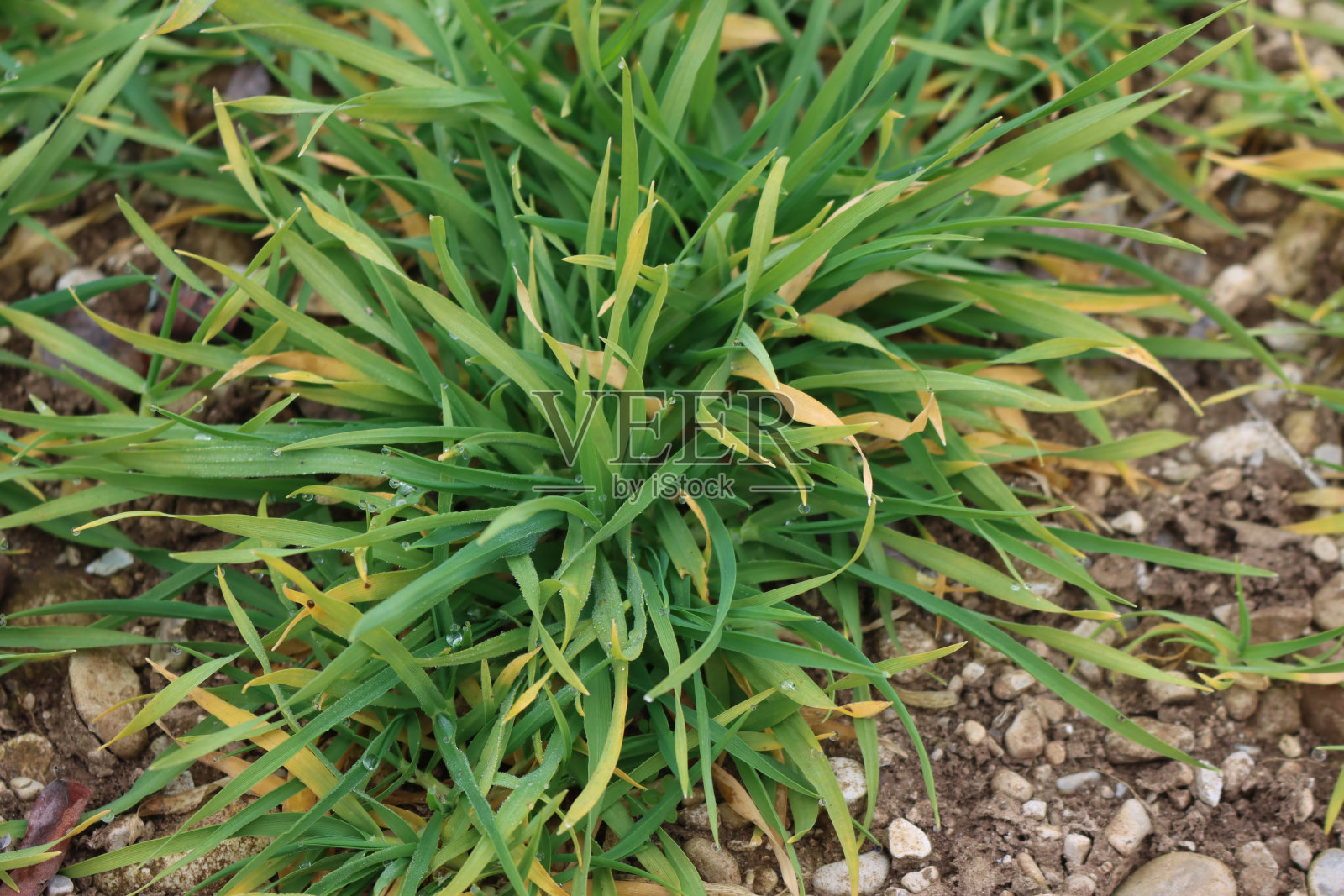 田间小麦植物的特写，黄色的叶子被干旱破坏照片摄影图片