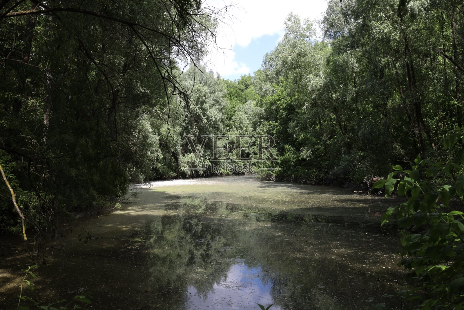 夏季森林里的杨树绒毛照片摄影图片