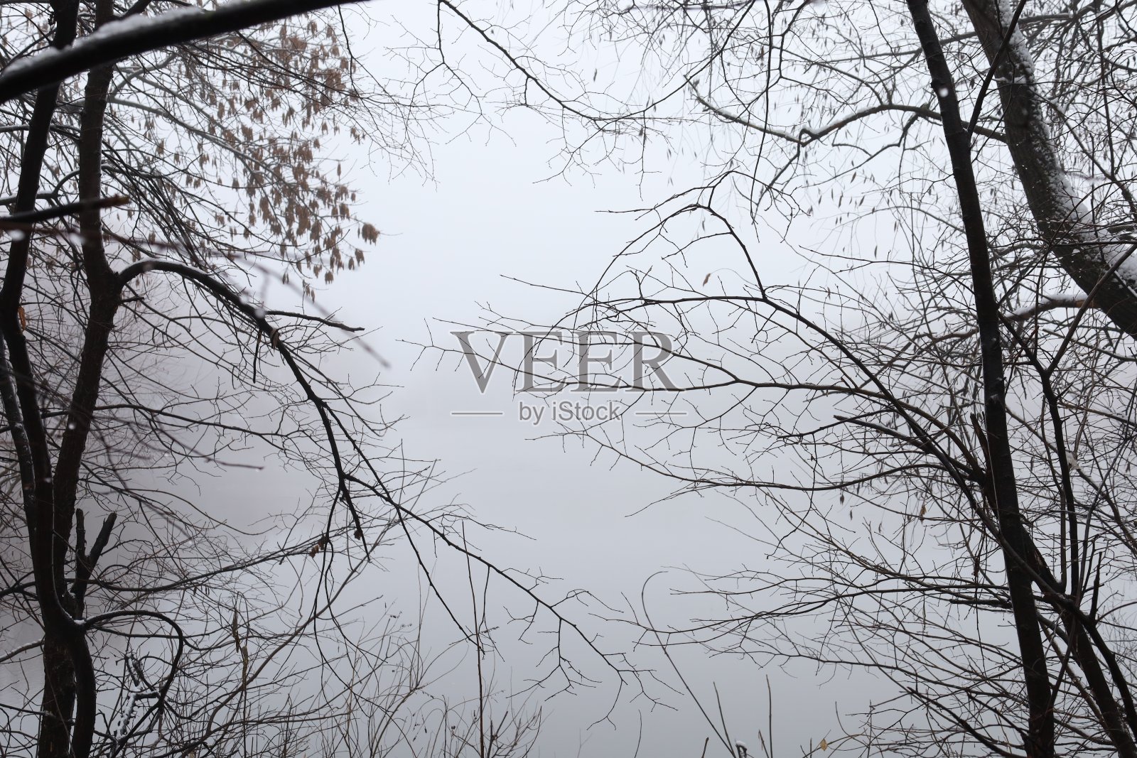 河岸上的森林，雾蒙蒙的早晨，无边无际的雾照片摄影图片