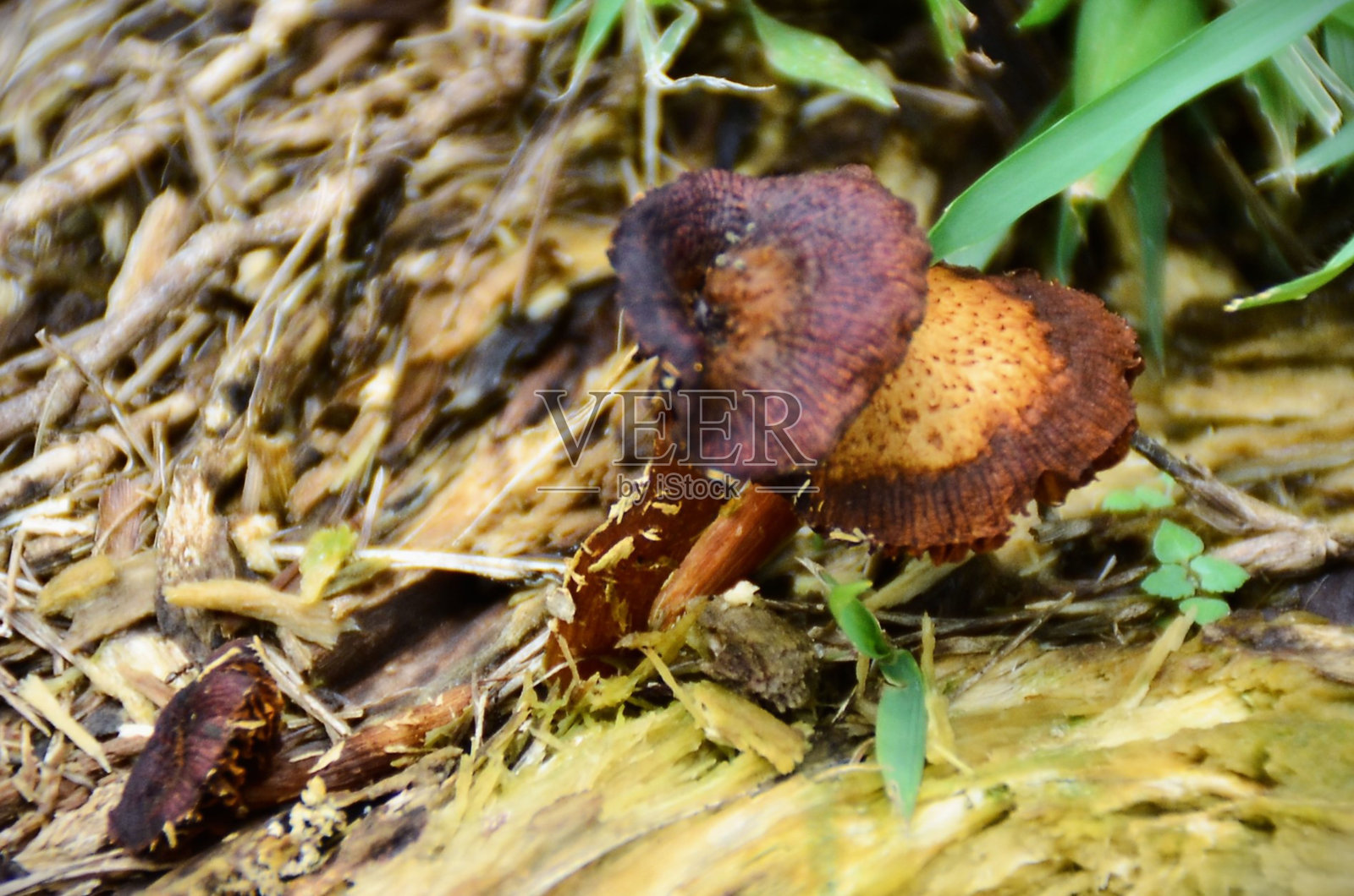在腐烂的树干上生长的粪状反褶叶菌照片摄影图片