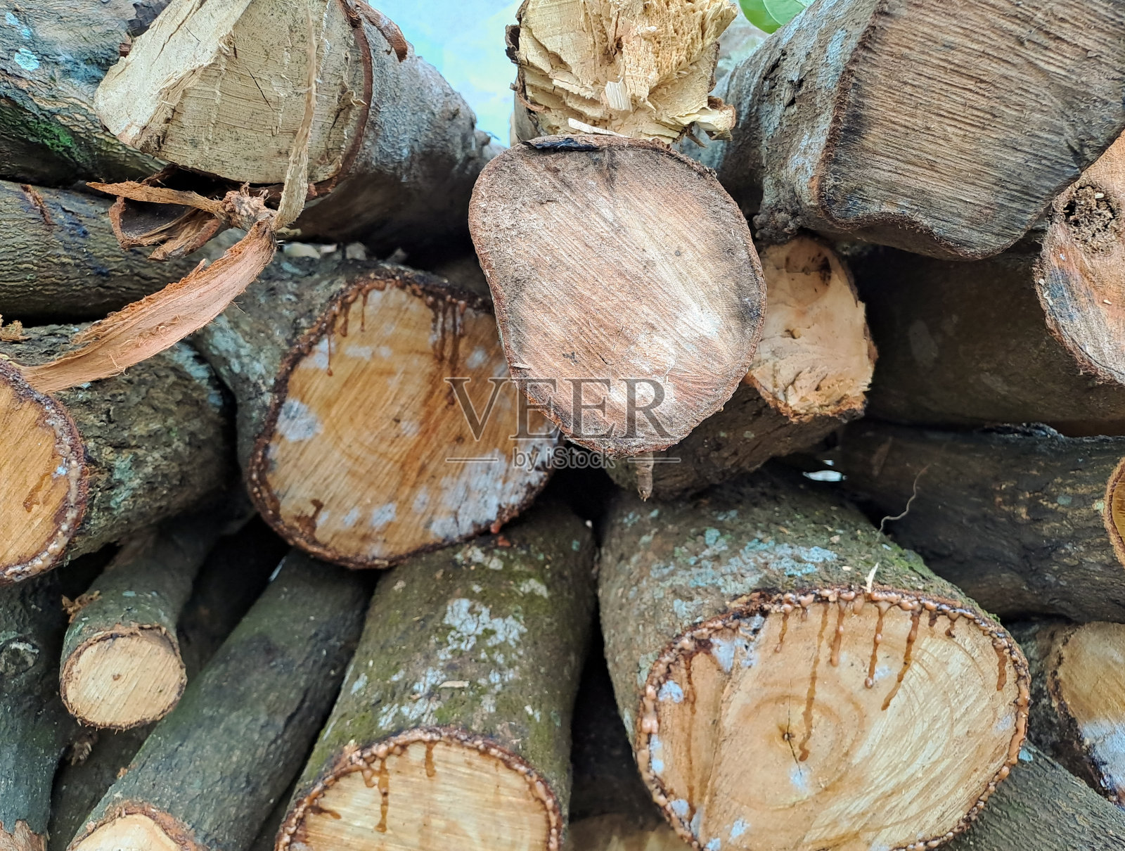 一堆天然原木照片摄影图片