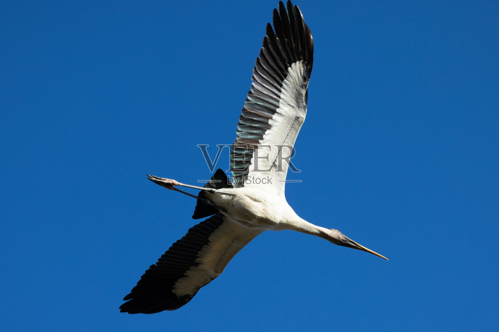 木鹳在飞翔，在大沼泽地的野外照片摄影图片