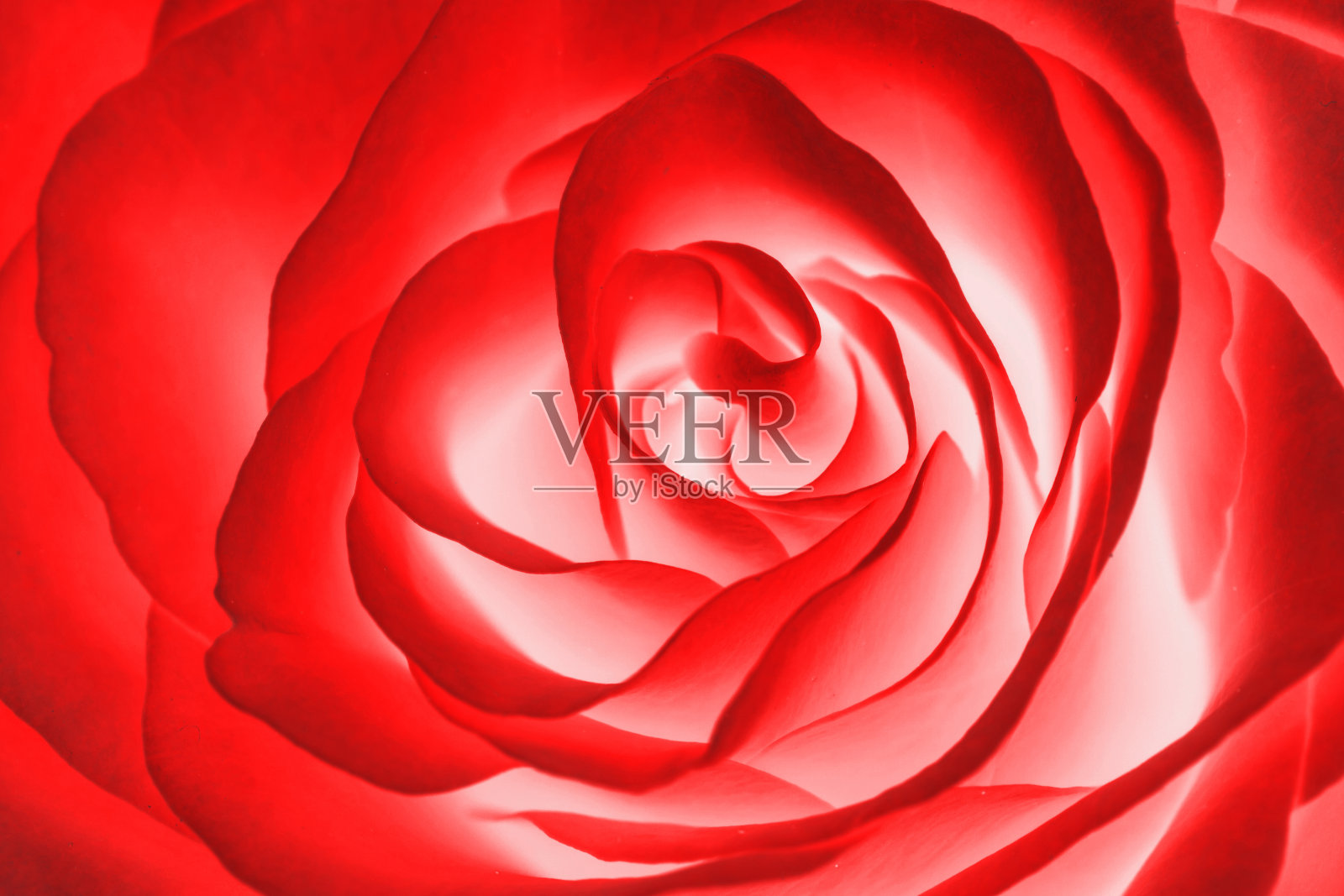 红玫瑰花背景。情人节、母亲节、妇女节——完美的鲜花质感礼物。照片摄影图片