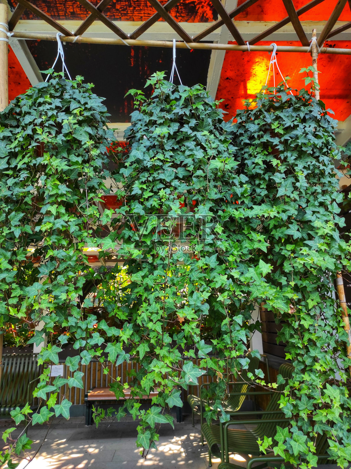 海德拉螺旋或盆栽常青藤悬挂在花园里。照片摄影图片