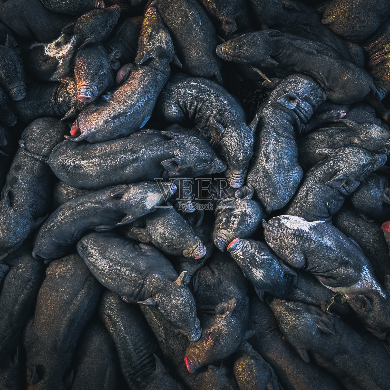 宝贝猪照片摄影图片