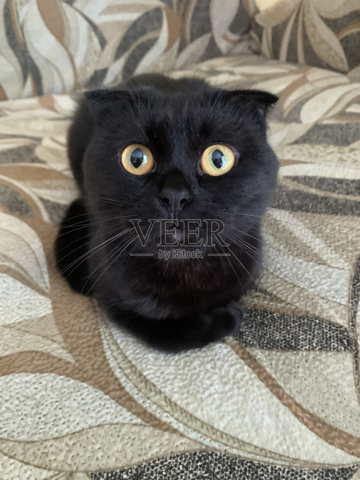 猫照片摄影图片