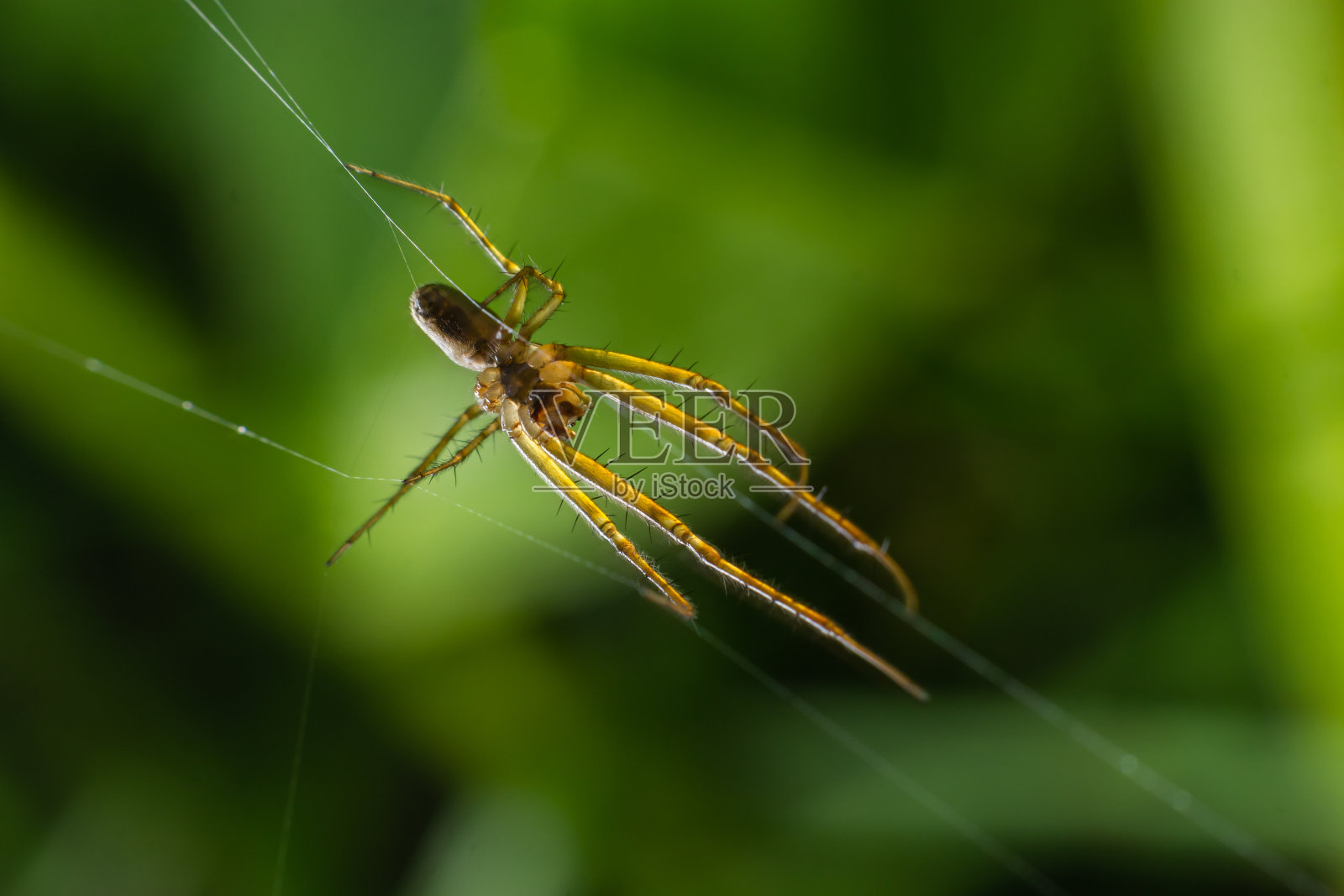 Tetragnatha extensa是一种分布在北半球的蜘蛛。它有一个细长的身体，长达11毫米，并采取直线姿势时报警照片摄影图片