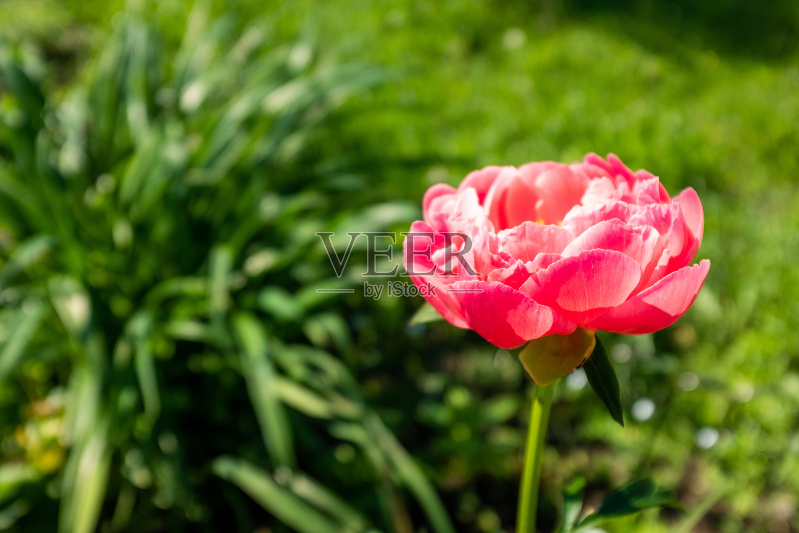 在阳光明媚的日子里，粉红色的牡丹花蕾在模糊的绿色背景上。生动的牡丹出版，设计，海报，日历，邮政，屏保，壁纸，明信片，封面，网站。高质量照片照片摄影图片