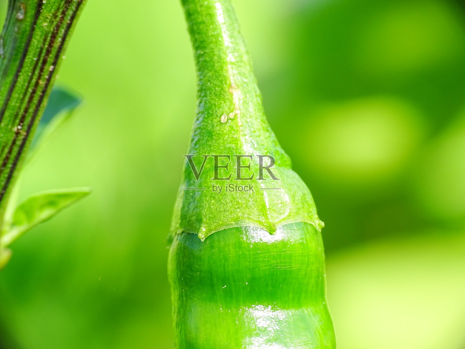 一种绿色辣椒(Capsicum frutescens)挂在植物上的超级宏照片摄影图片