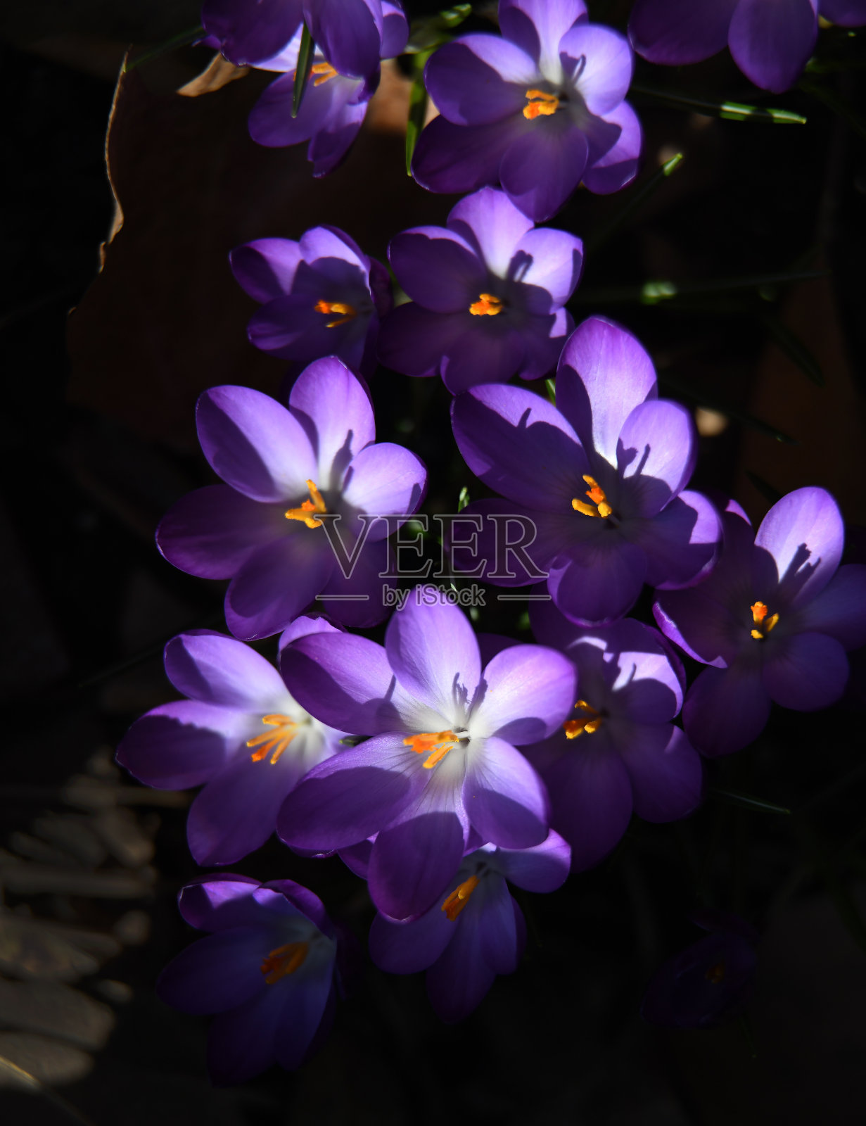 番红花在春天开花照片摄影图片