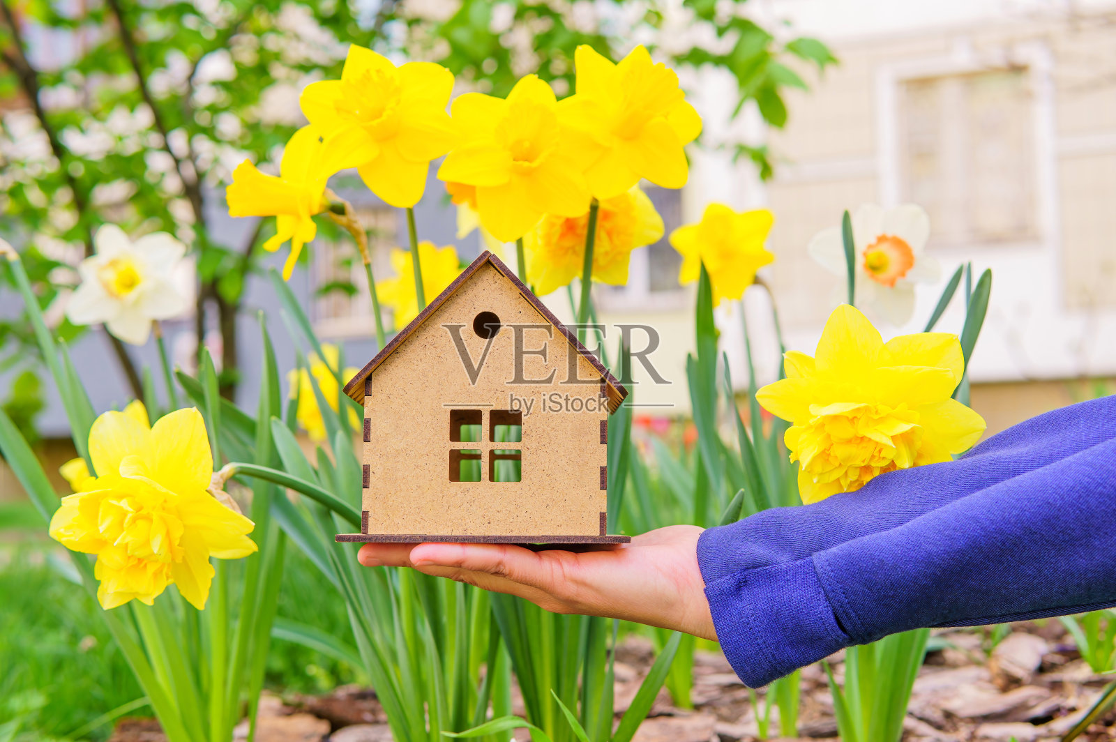 玩具房子模型在手对水仙花背景照片摄影图片