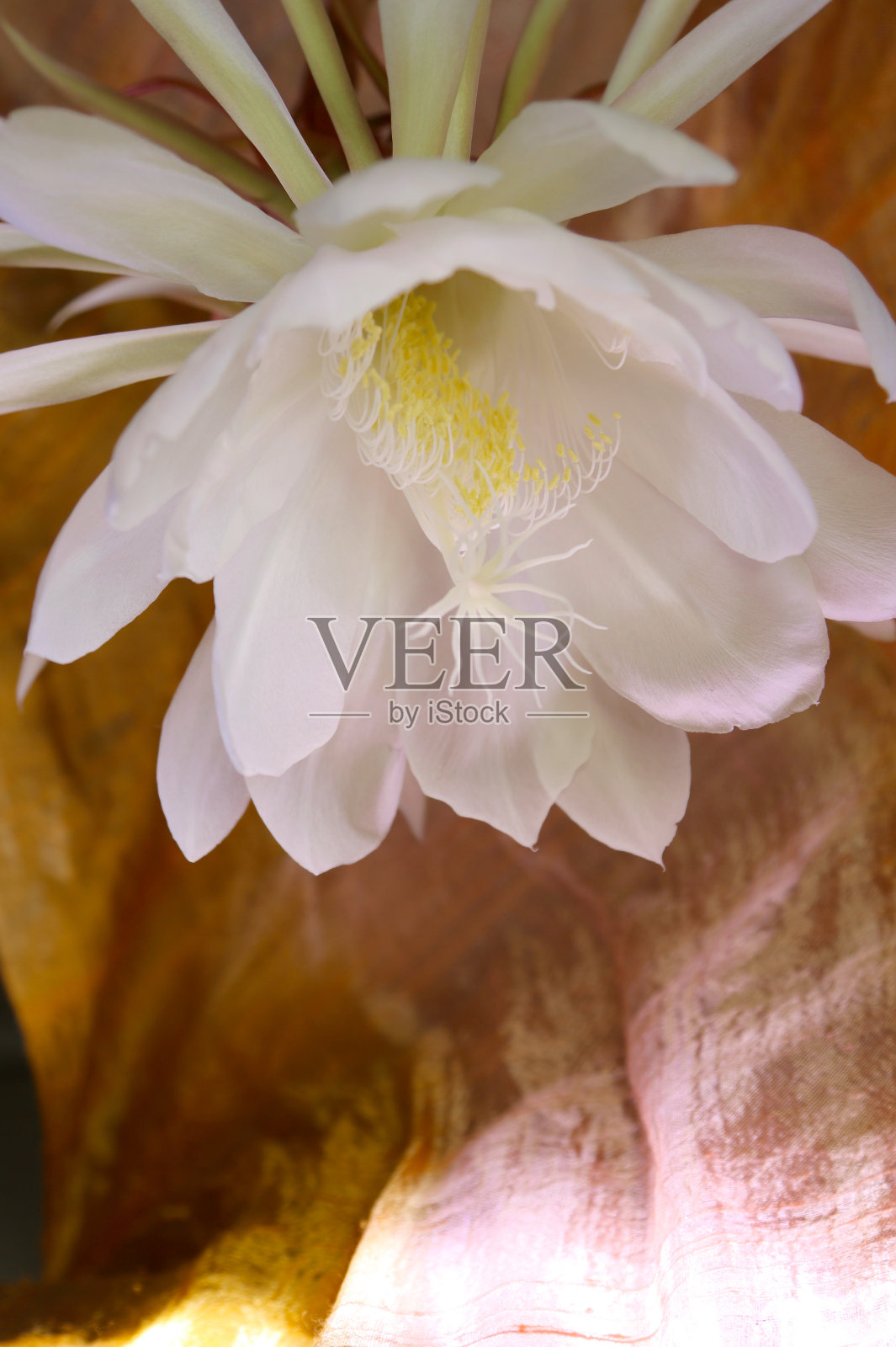 大白色昙花在香槟粉丝绸织物背景前点亮。照片摄影图片