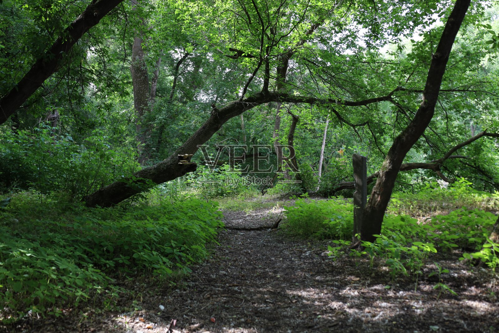 阳光灿烂的夏日森林的氛围照片摄影图片