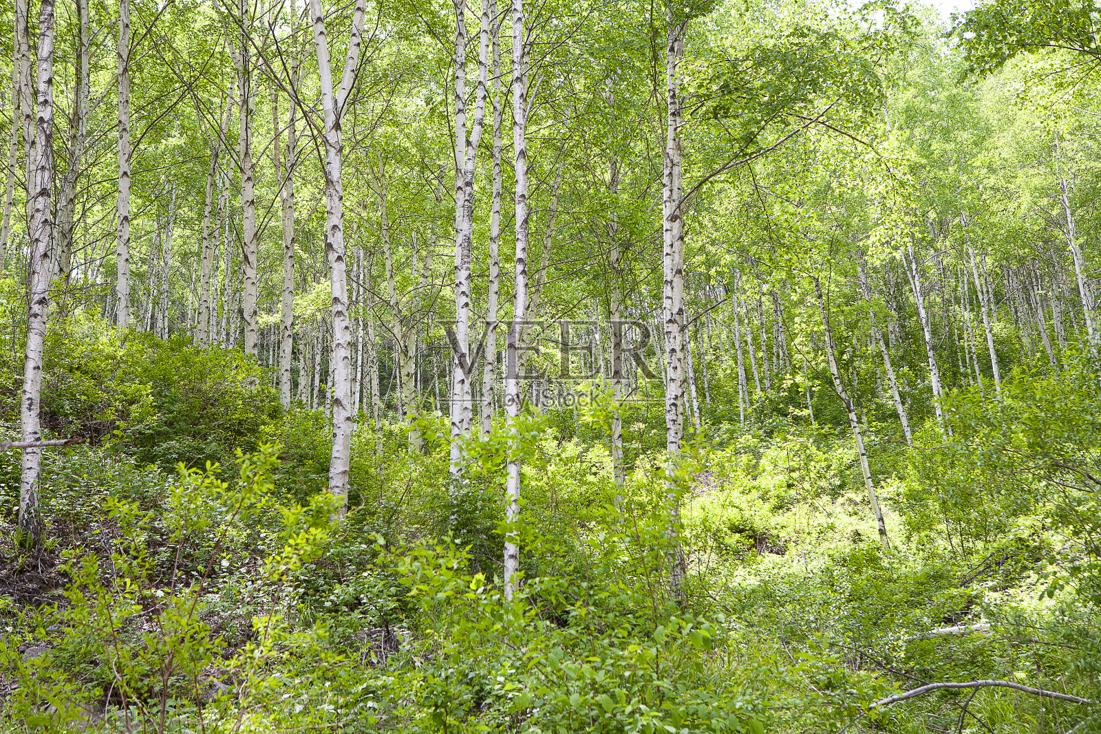 景观照片摄影图片