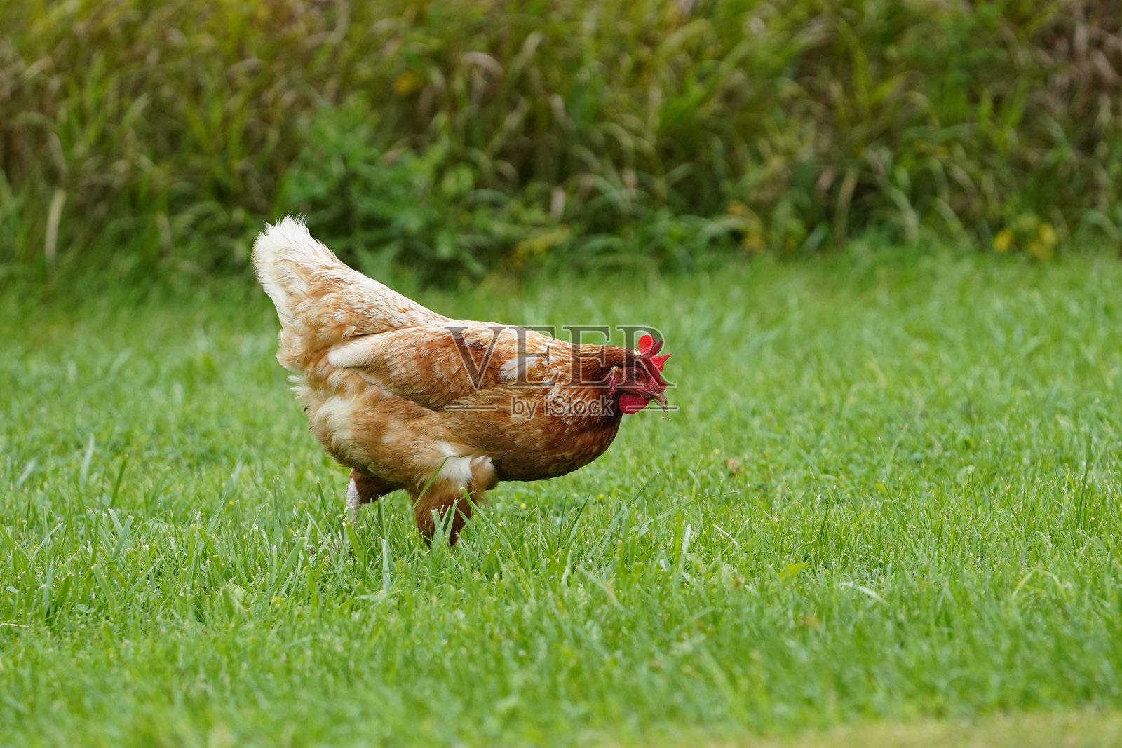 在威斯康辛州路边啄食虫子的英国品种的金棕色羽毛鸡。在丰迪拉克郊外。照片摄影图片