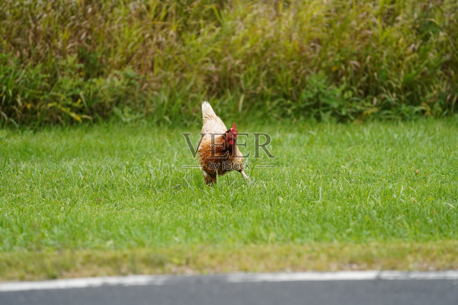 在威斯康辛州路边啄食虫子的英国品种的金棕色羽毛鸡。在丰迪拉克郊外。照片摄影图片