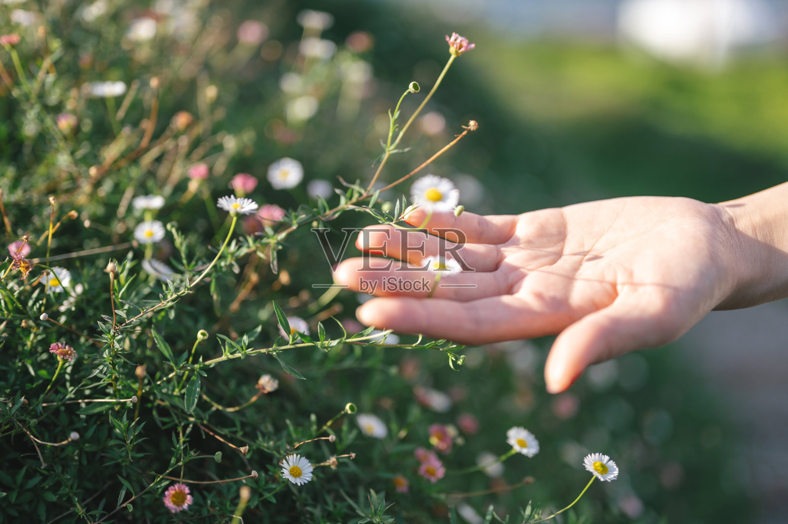 小小的世界在她手中照片摄影图片