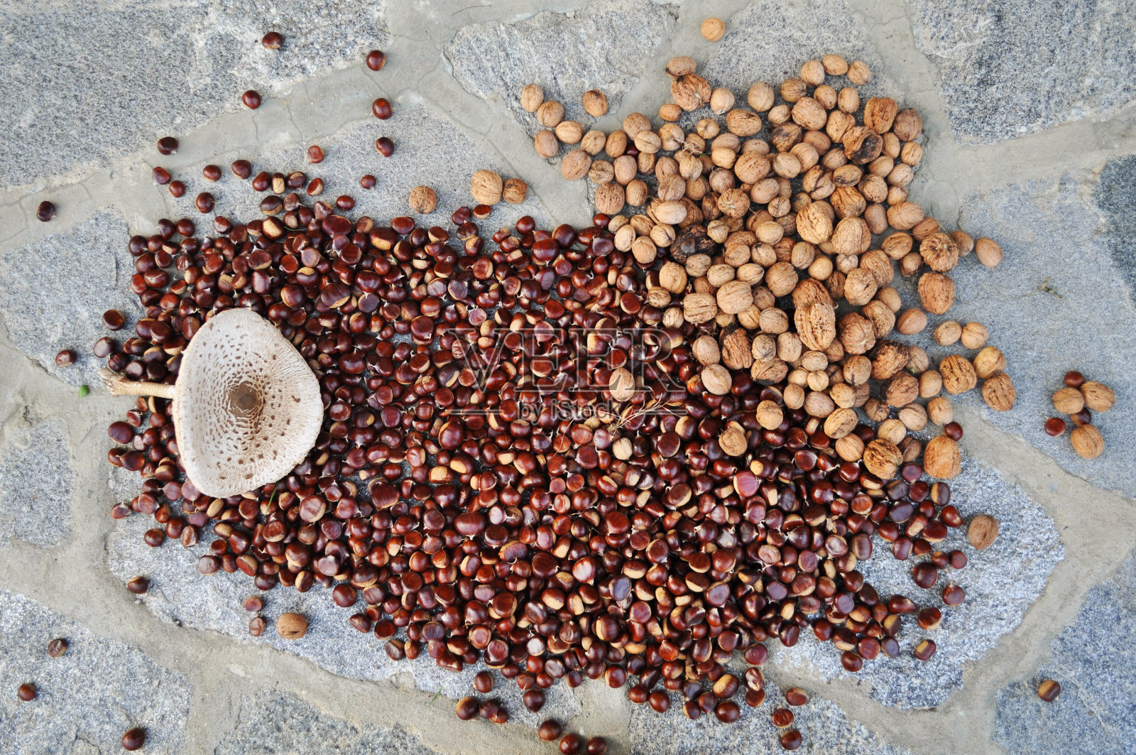 意大利阿尔卑斯山上新鲜采摘的栗子、核桃和蘑菇照片摄影图片