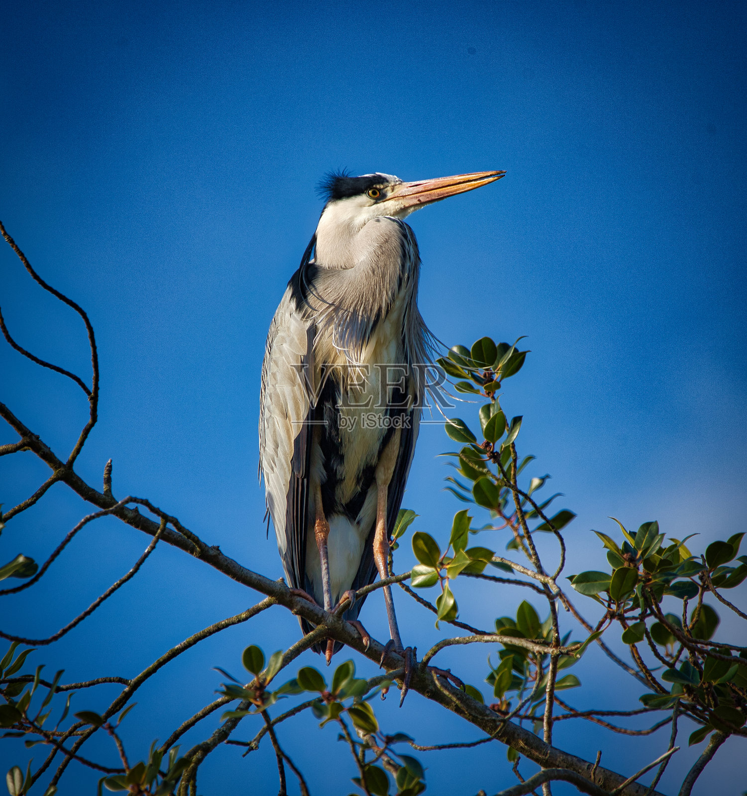 苍鹭照片摄影图片