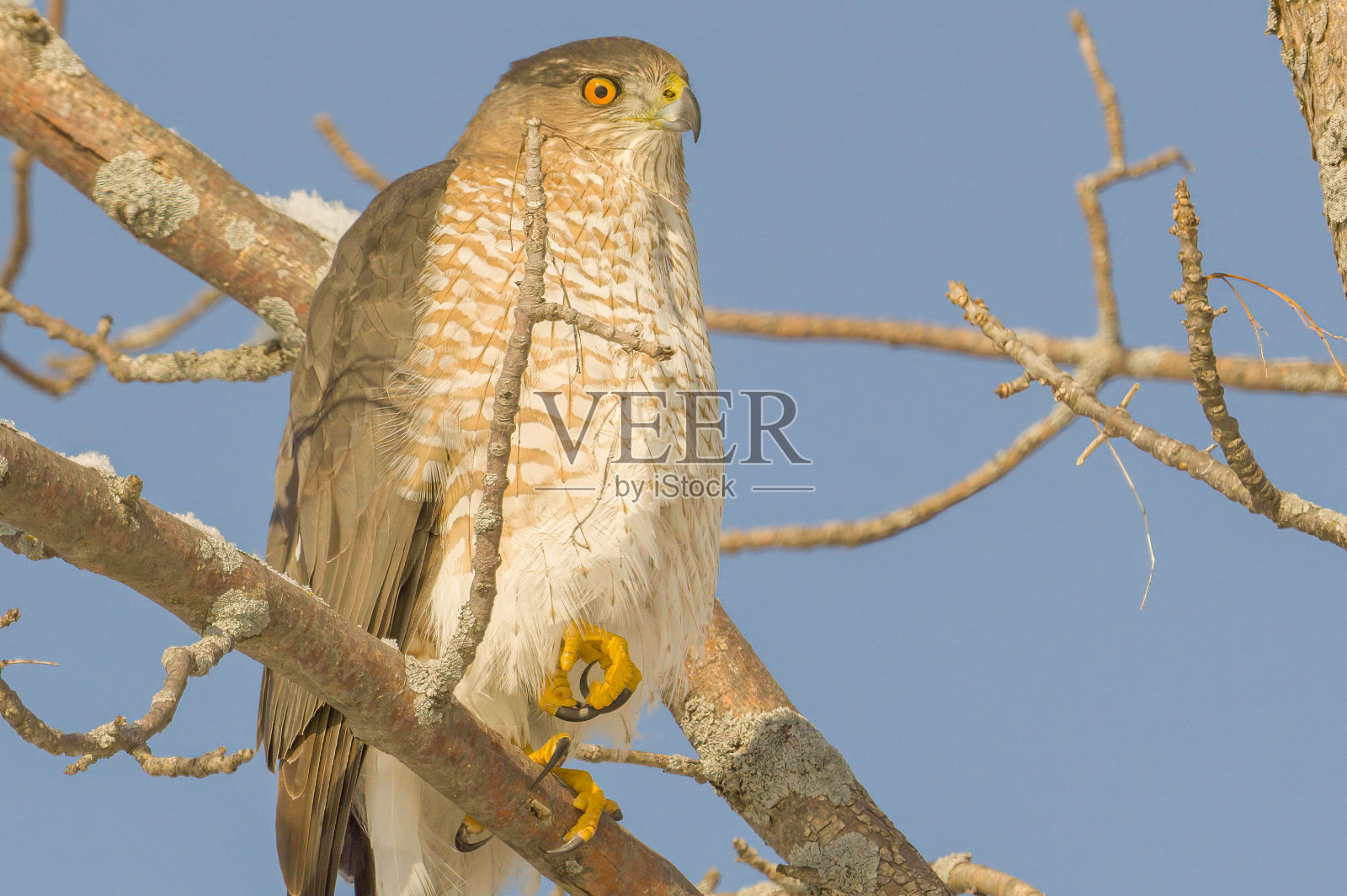 修剪整齐的鸡笼照片摄影图片