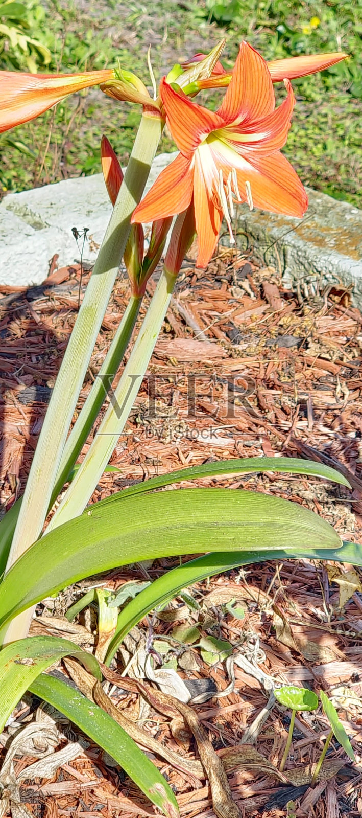 春天来了照片摄影图片