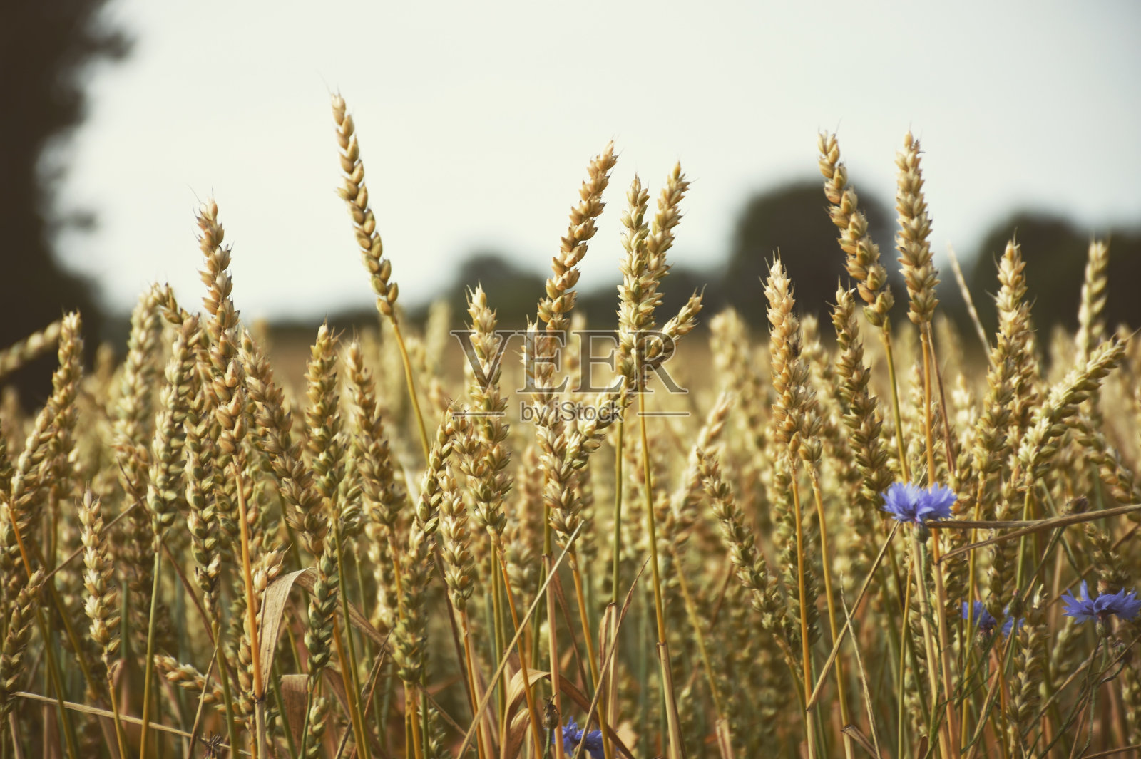 德国的农田照片摄影图片