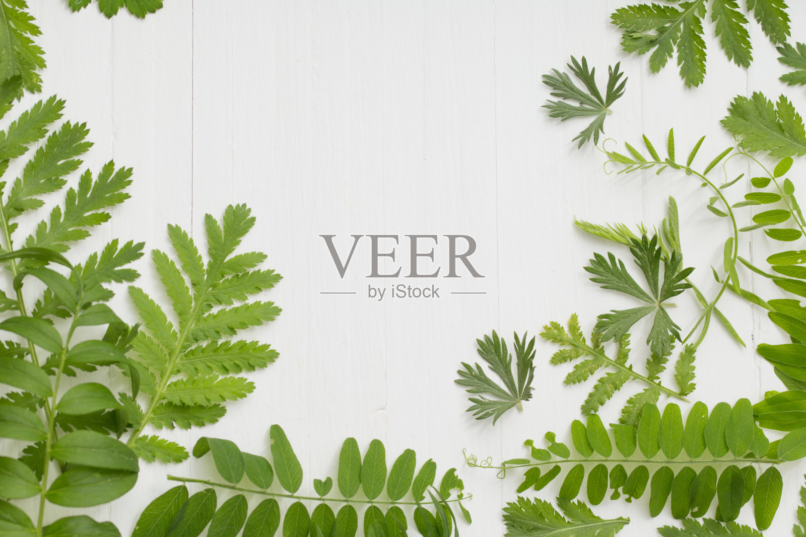 绿色的树叶在白色的木头背景上照片摄影图片