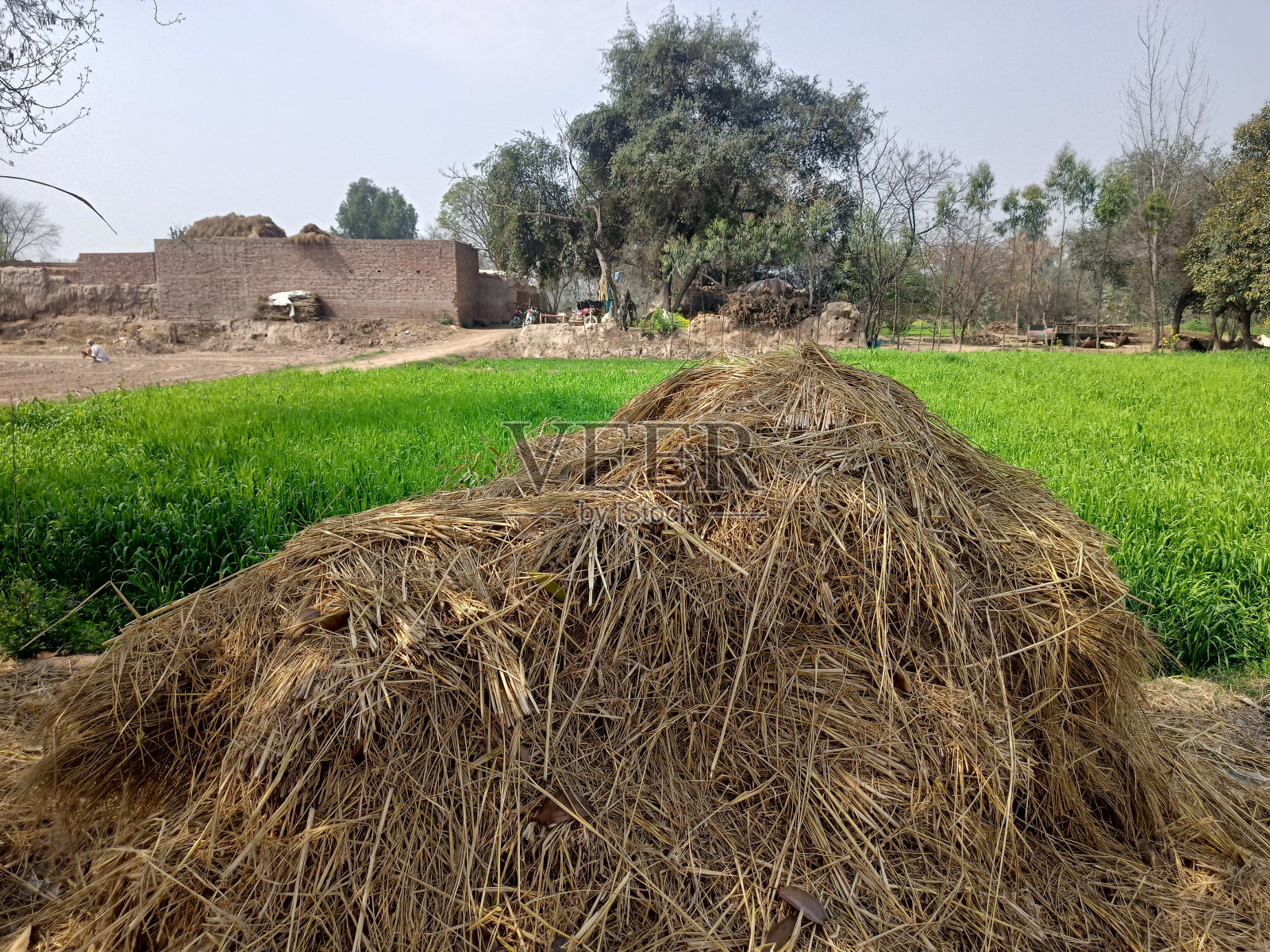 村庄美丽的自然色彩缤纷的花绿叶植物乡村小屋乡村生活黄花绿草木棍小屋。照片摄影图片