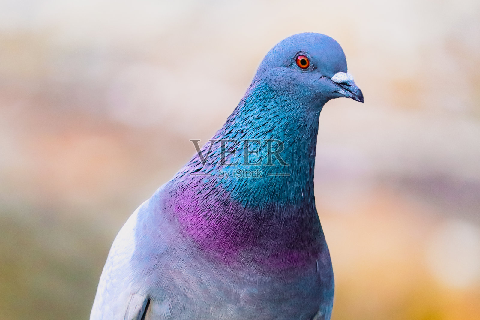 鸽子照片摄影图片