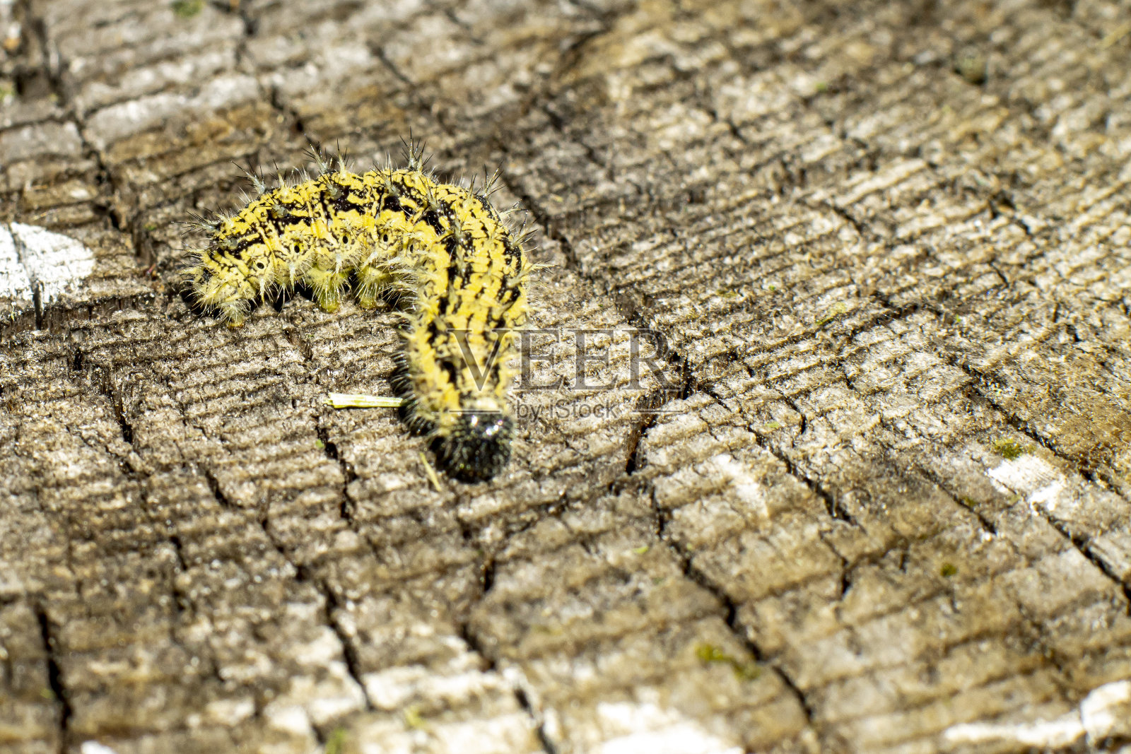 老树桩上亮黄色的毒毛虫，选择性聚焦，复制空间。照片摄影图片