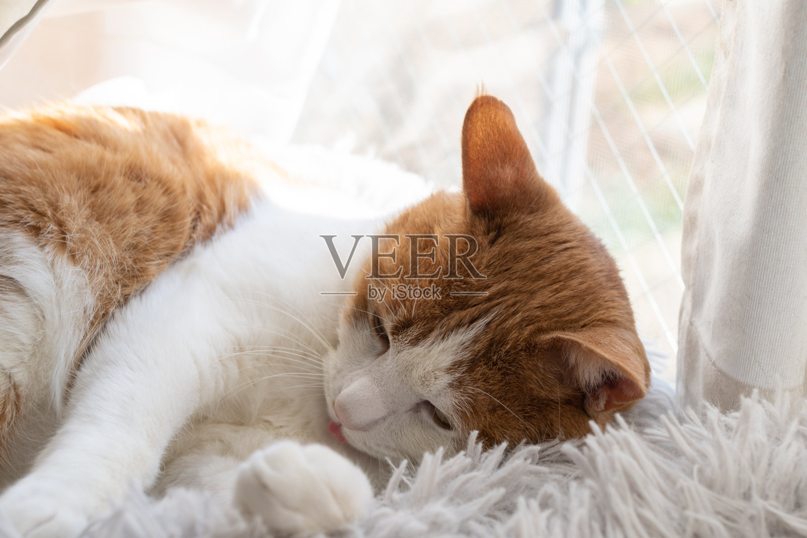 睡觉的猫照片摄影图片