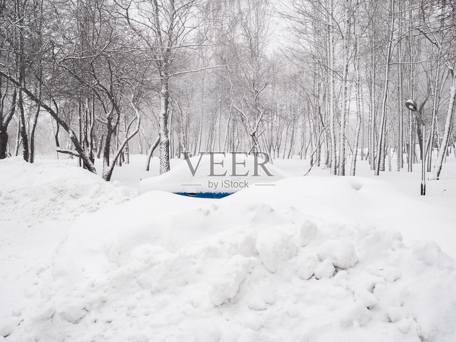 汽车的屋顶被雪覆盖，背景是树木。照片摄影图片