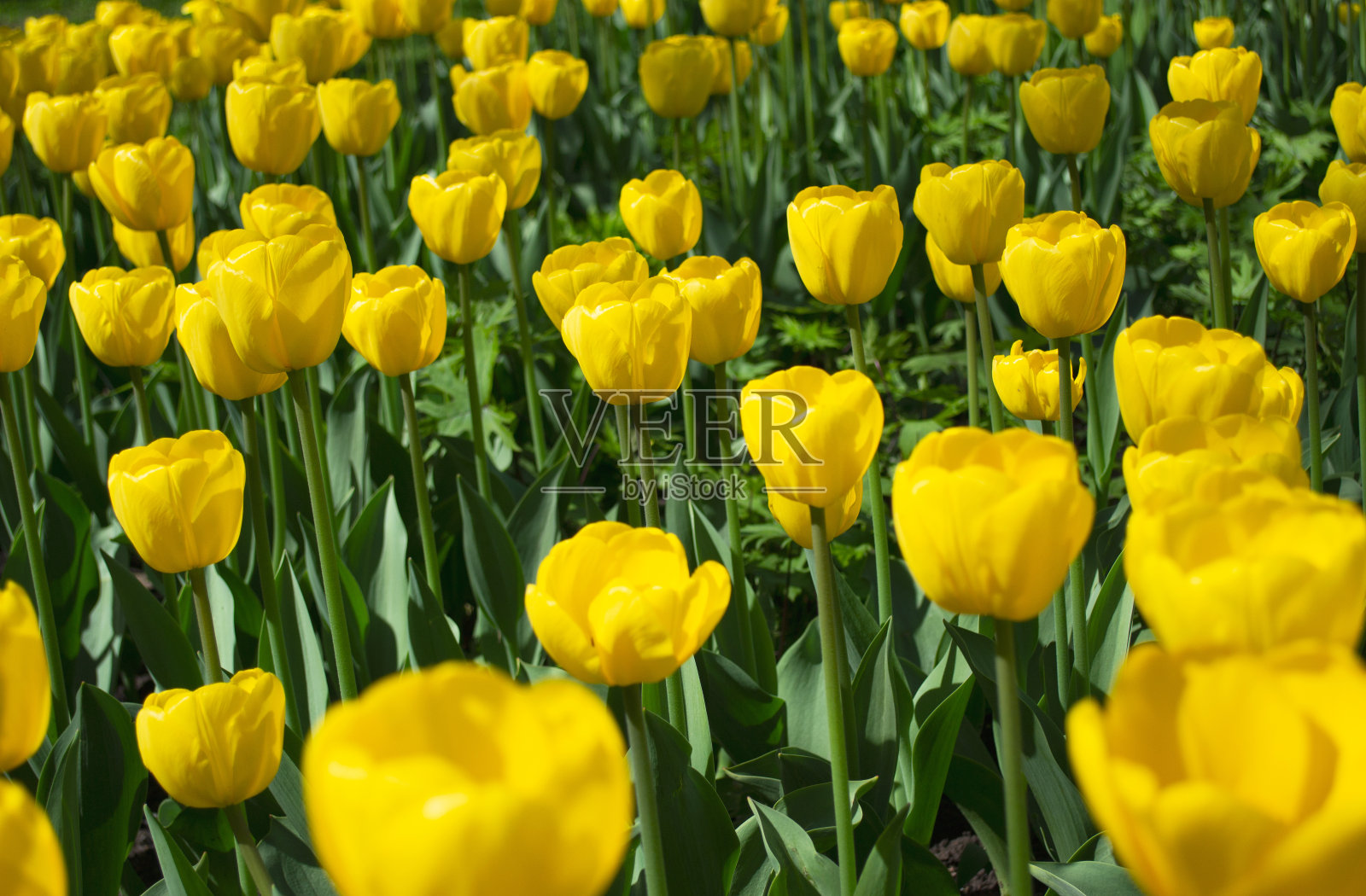 盛开的春天黄色郁金香模糊的前后背景。软选择性聚焦照片摄影图片