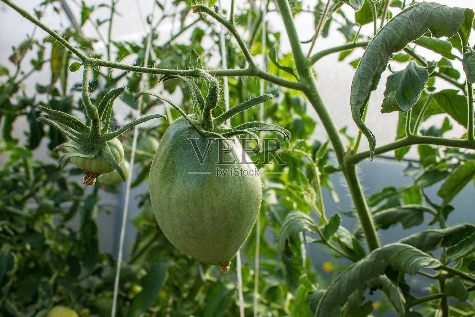 绿色的番茄果实长在有叶子的树枝上照片摄影图片