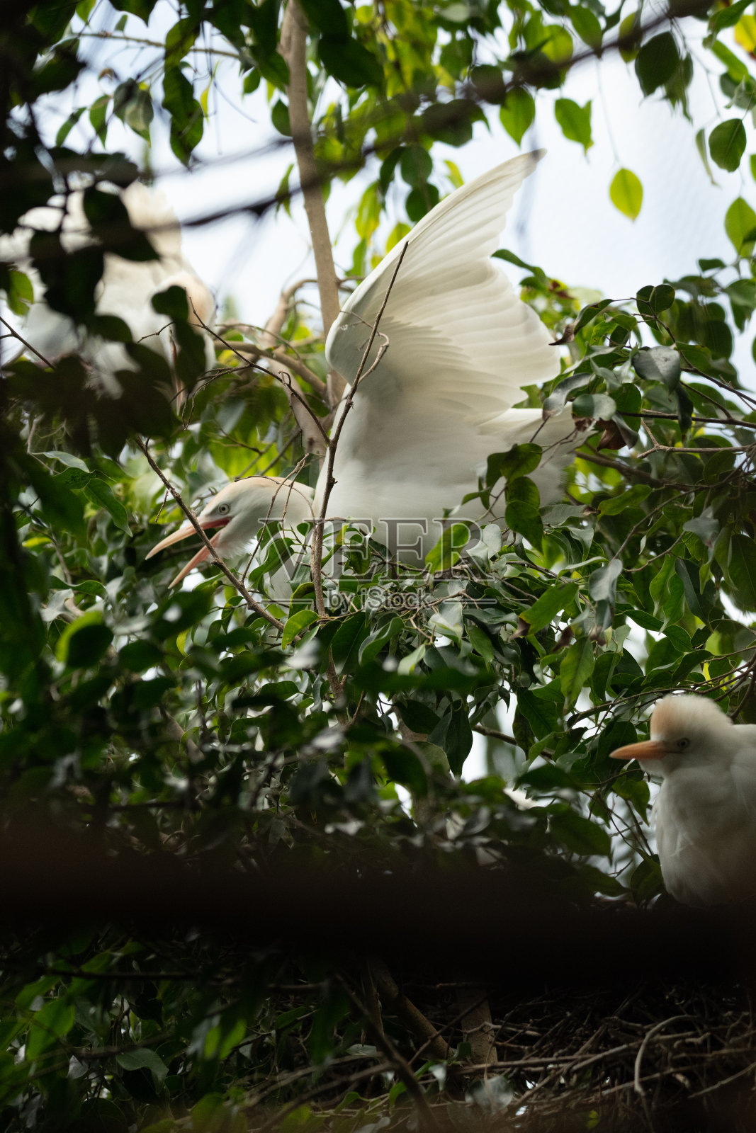 雪鹭，白杨，树枝上的一只鸟照片摄影图片
