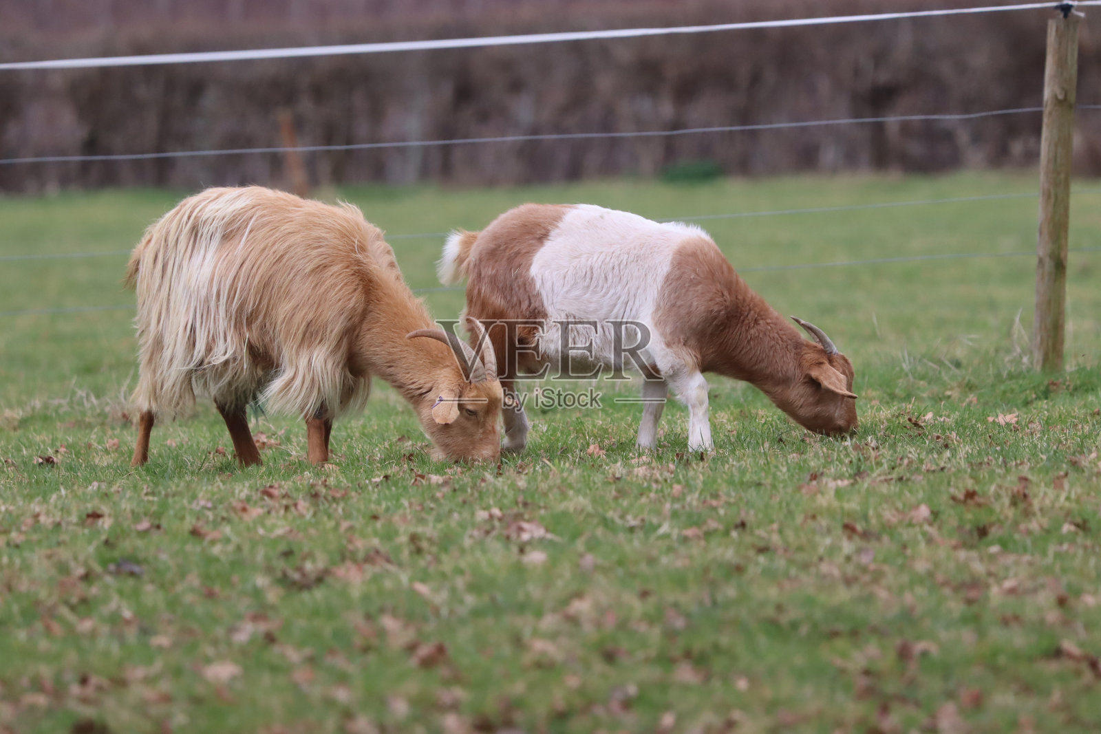 山羊照片摄影图片