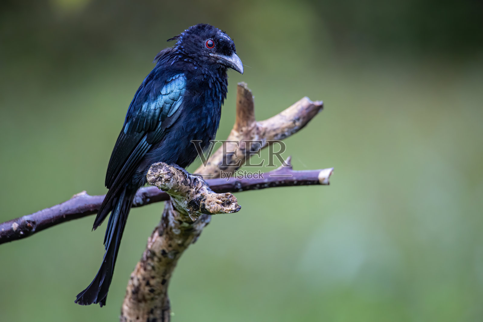 大自然野生动物的形象青铜龙鸟(迪鲁鲁aeneus)栖息在树枝上照片摄影图片