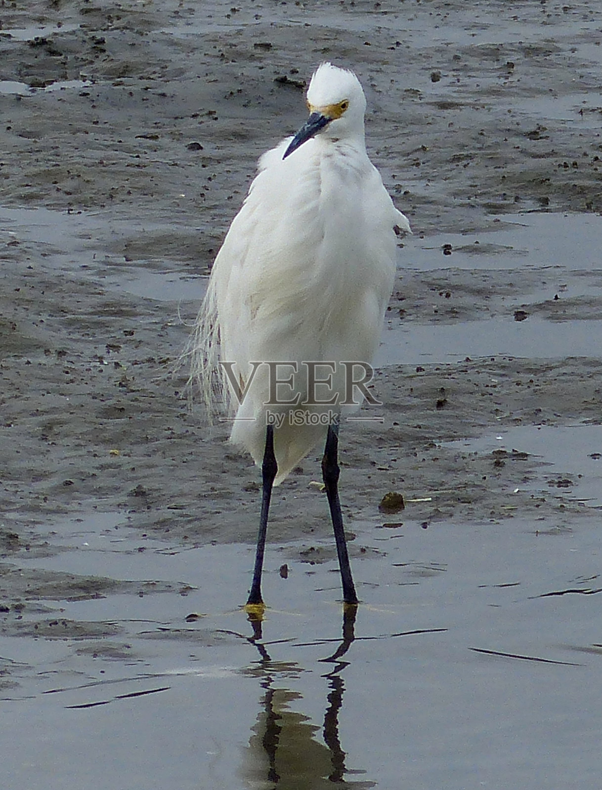 鹭照片摄影图片